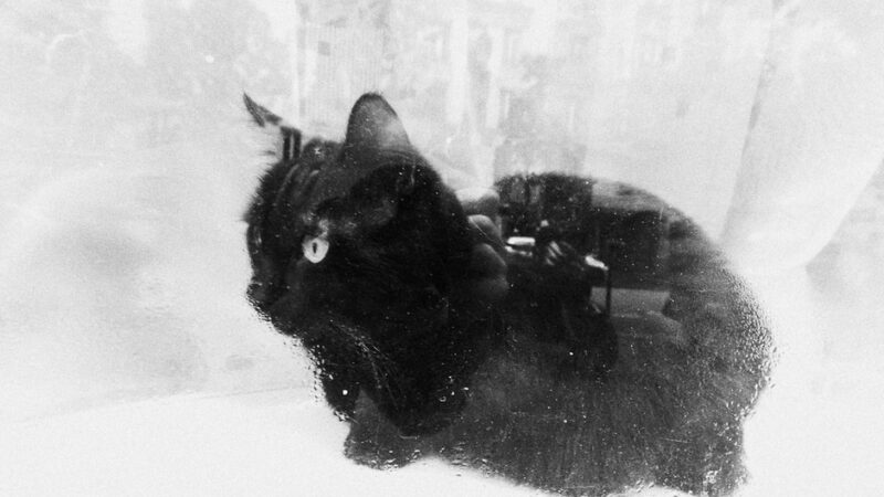 Le chat dans la vitrine
