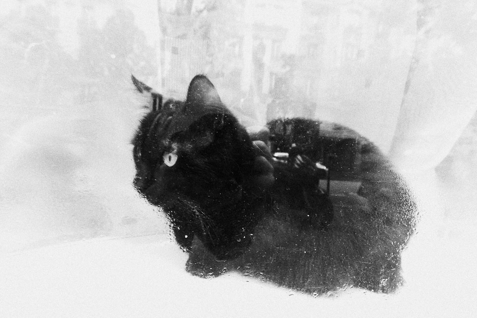Le chat dans la vitrine